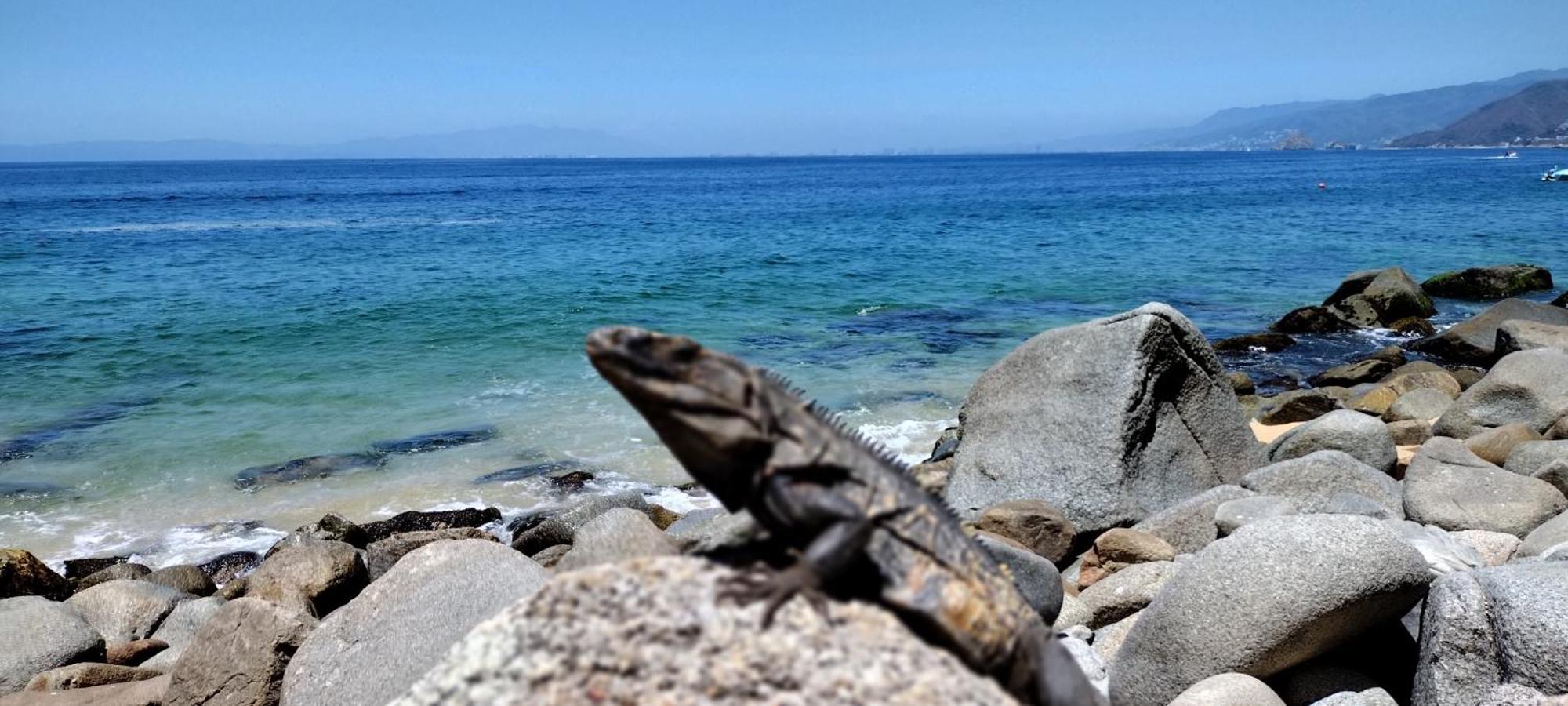 Villas Del Amor Amor Puerto Vallarta Zewnętrze zdjęcie
