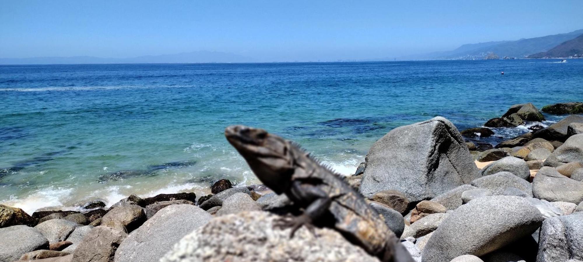 Villas Del Amor Amor Puerto Vallarta Zewnętrze zdjęcie